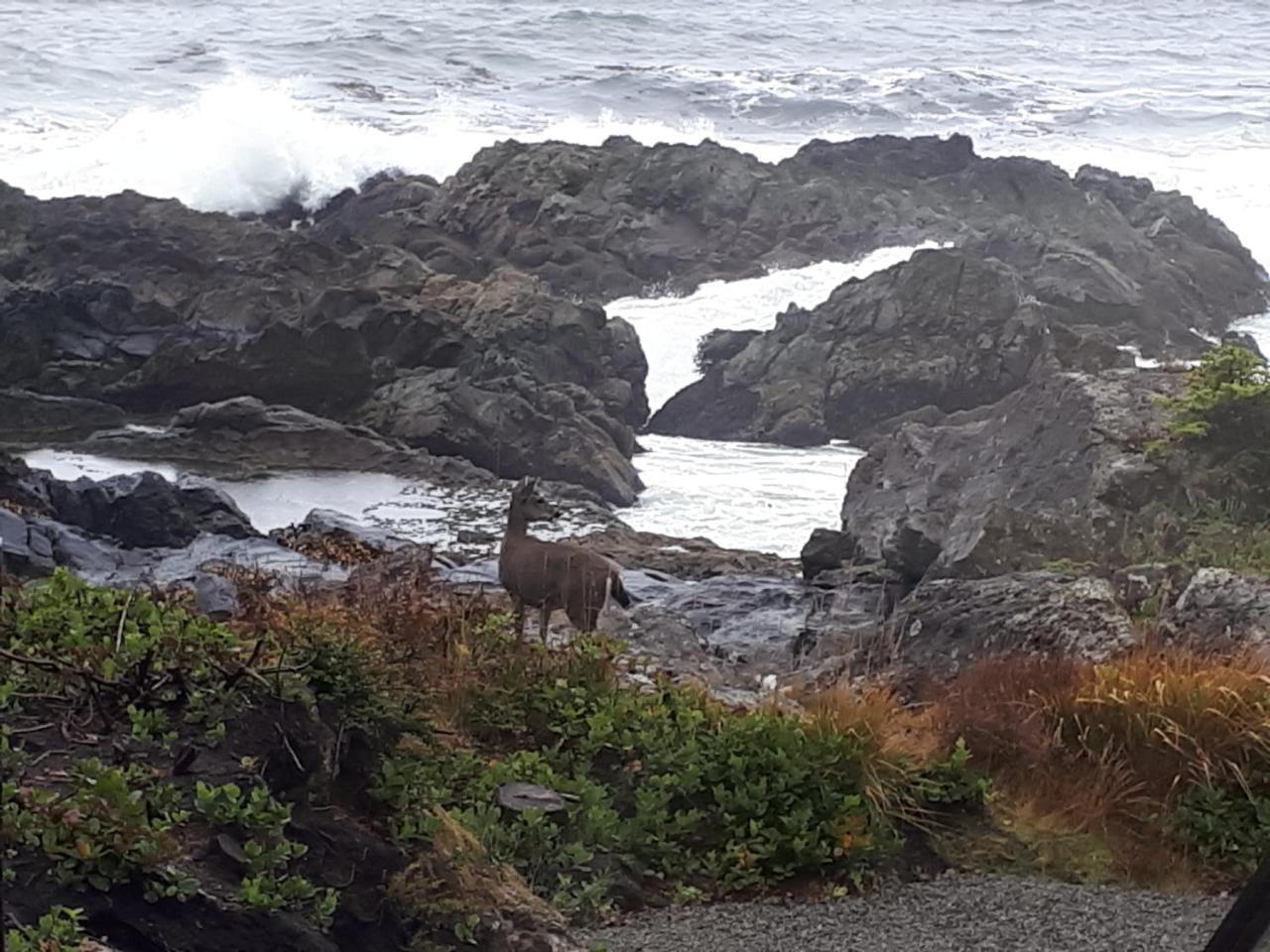 Odyssey Shores Guest Suite Ucluelet Kültér fotó